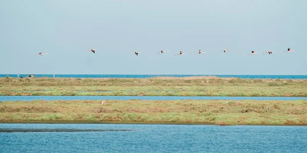 Group Flying Flamingos Blue Sky Phoenicopterus Ruber High Quality Photo — Stock Photo, Image