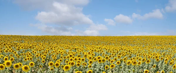 Mavi Gökyüzü Bulutları Ile Panorama Ayçiçeği Tarlaları Güneşli Bir Günde Stok Resim
