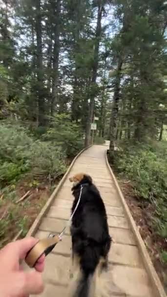 Eerste Persoon Uitzicht Mens Wandelen Met Zijn Hond Een Hoog — Stockvideo