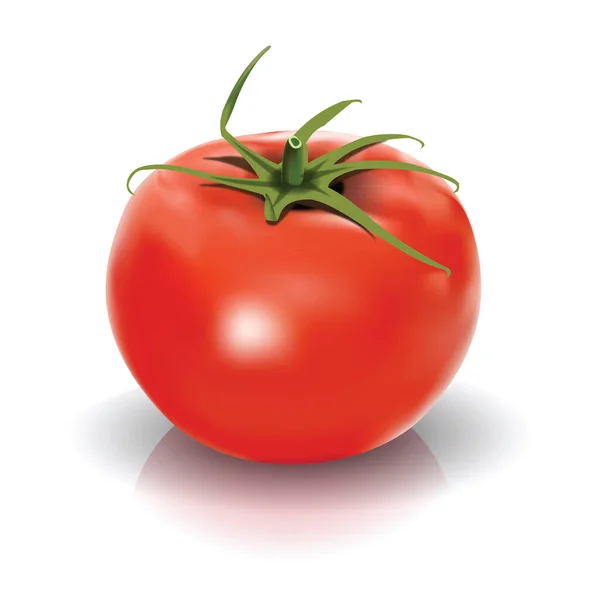 Ilustrasi Vektor Tomat Merah Segar Terisolasi - Stok Vektor