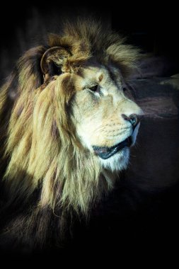 Hayvanat bahçesindeki aslan detay hayvanı yakın plan