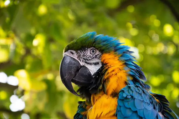 Ara parrot tropical bird Macaw detail on green backround