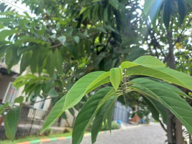 Güzel botanik fotoğrafı, doğal duvar kağıdı.