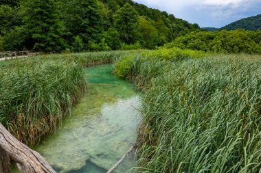 Hırvatistan 'daki Plitvice Gölleri Ulusal Parkı' nın güzel manzarası. Yürüyüş için patika.