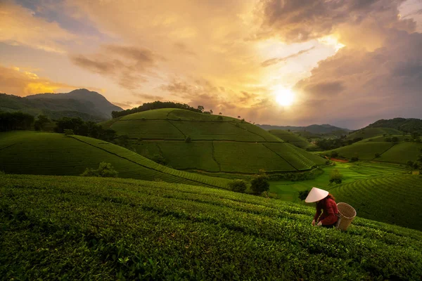 在越南绿茶农场长可可山茶园工作的越南人的景致照片 — 图库照片
