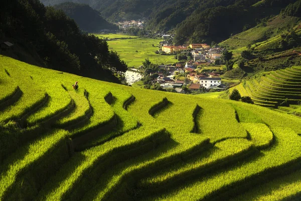 Agricultor Cang Chai Aldeia Andando Sobre Montanha Terraços Arroz Dourado — Fotografia de Stock