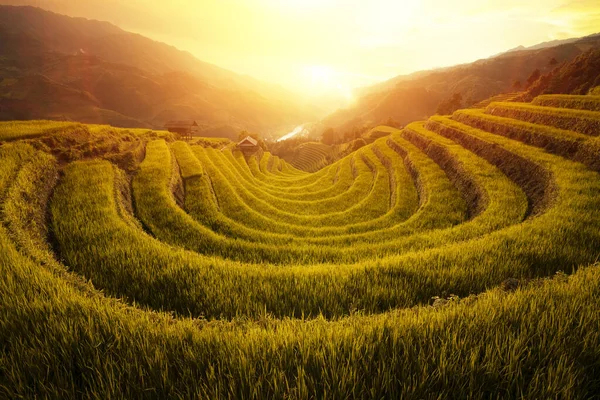 Фермер Деревне Cang Чай Ходить Горным Золотистым Рисовым Террасам Закат — стоковое фото