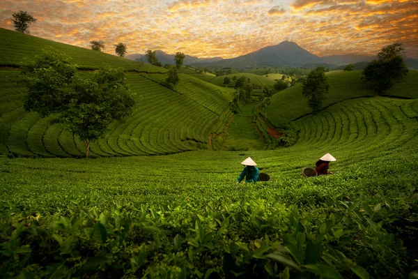 Foto Paisagem Para Vietnamitas Que Trabalham Plantação Chá Montanha Longa — Fotografia de Stock