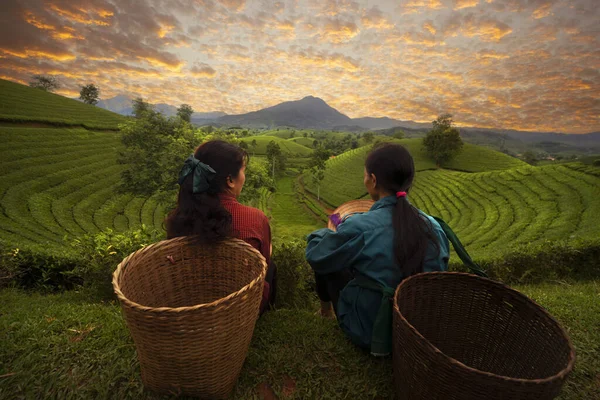 landscape photo for Vietnamese working in tea plantation at long coc mountain, green tea farm in Vietnam