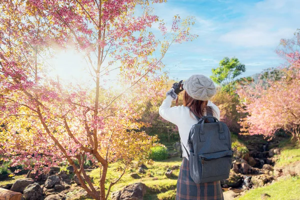 Rosa Sakura Blomma Eller Körsbär Blomma Mae Wang Distrikt Med — Stockfoto