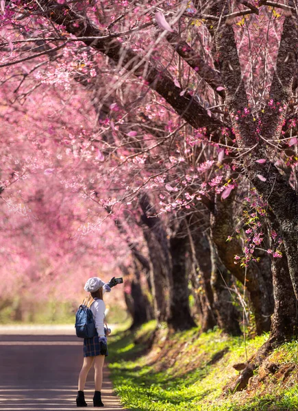Розовый Цветок Сакуры Цветение Вишни Районе Мэванг Азиатской Женщиной Путешествующей — стоковое фото