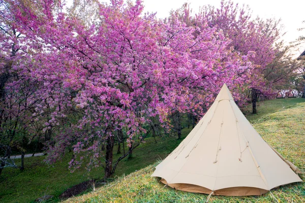 夜は桜の花の木で夜はテント 冬はタイのチェンマイの山の上の公園の背景に星 — ストック写真