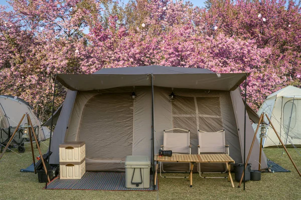 Tienda Campaña Camping Por Noche Con Árbol Flores Sakura Por —  Fotos de Stock