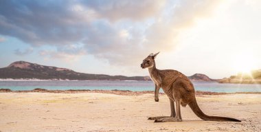 Hopping kangaroo on kangaroo island Australia on the beach clipart