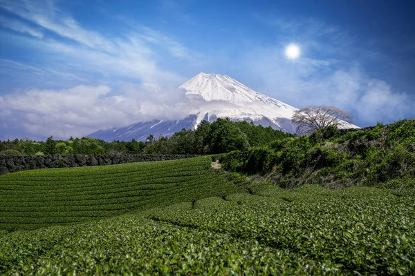 Japanerin Grünen Teefeld Mit Fuji Berg Und Roter Dolde — Stockfoto