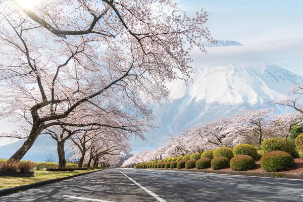Fuji Berg Med Körsbärsblomma Blomma April Tokyo Japan — Stockfoto