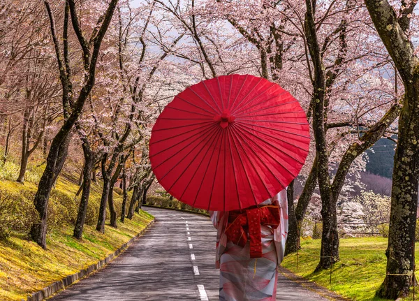 Traveller Kvinna Kimono Traditionell Klänning Promenad Med Rött Paraply Väg — Stockfoto