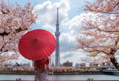 Tokyo gökağacı kulesi. Bahar mevsiminde kiraz çiçeği açan pembe kiraz çiçeği. 2Apr2023, Tokyo City, Japonya 'da park.
