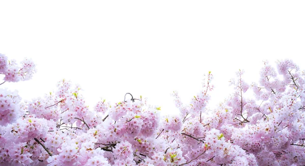 Diecut White Backgroung Sakura Cherry Blossom Flower Tokyo City Japan — Stock Photo, Image