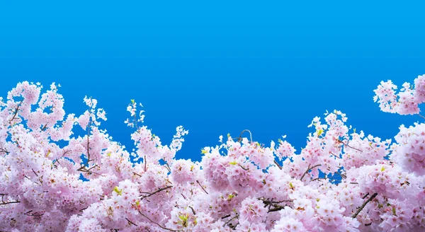 Diecut Blue Backgroung Sakura Cherry Blossom Flower Tokyo City Japan — Stock Photo, Image