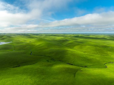 İnek çiftliği ve çayır yeşil vadisinin ve San Francisco, Kaliforniya 'nın kırsal kesimindeki yolun insansız hava aracı manzarası.
