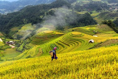 Teras pirinç tarlasının en üst manzarası. Eski kulübesi Sapa şehri yakınlarındaki mi cang chai kırsalında.,