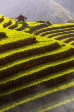 Top view of terrace rice field with old hut at countryside in mu cang chai near Sapa city, vietnam, clipart