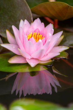 Nilüfer çiçeği suda yüzer, su zambak sarısı renginde yansıtır.