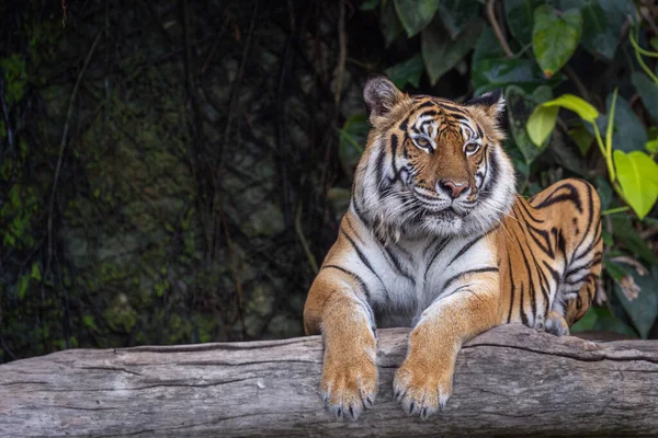 大きな虎は自然の背景を持つ野生の木の上に座っています ストックフォト