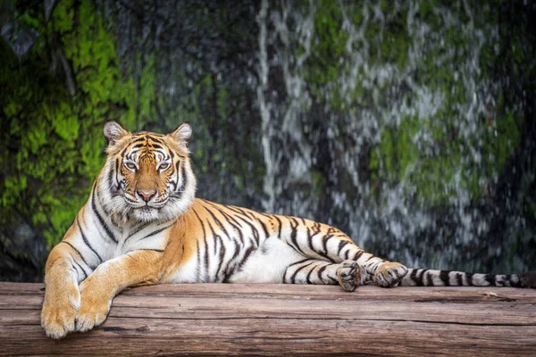 Big Tiger Assis Sur Bois Dans Nature Sauvage Arrière Plan Images De Stock Libres De Droits