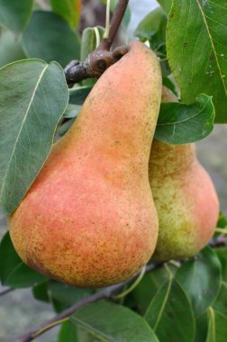  closeup of ripening pears on a tree branch in the orchard, vertical composition