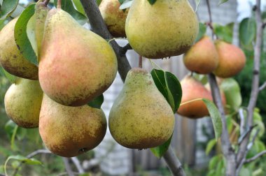  closeup of ripening pears on a tree branch in the orchard