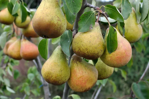  closeup of ripening pears on a tree branch in the orchard