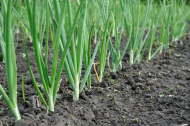 Sebze bahçesinde yetişen yeşil soğanın yakın çekimi.