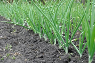 Sebze bahçesinde yetişen yeşil soğanın yakın çekimi.