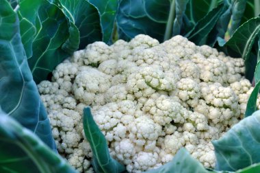 Sebze bahçesindeki olgun karnabaharın yakın çekimi.