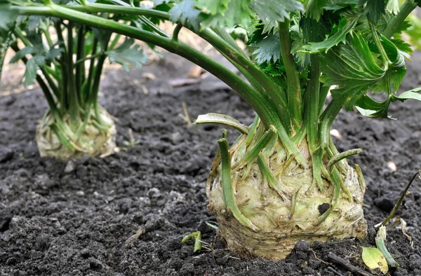closeup of growing root celery plant  (root vegetables) in the vegetable garden