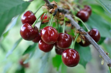 bahçede bir ağaçta olgun kiraz Close-up
