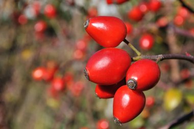 close-up of red rose hips branch (dog rose) at sunny day