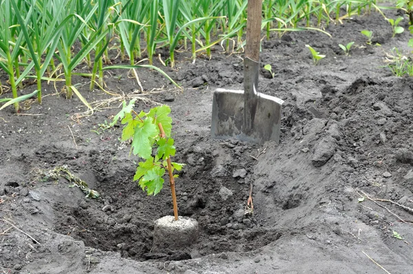 Process Planting Grape Vine Seedlings Vegetable Garden Imágenes de stock libres de derechos