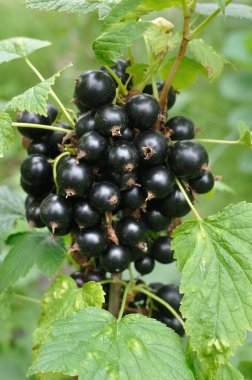 bahçede siyah frenk üzümü çilek yakın çekim