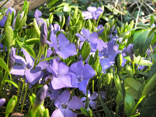 Closeup Periwinkle Vinca Minor Flowers Evergreen Plant 图库照片