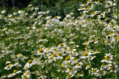   çiçek papatya (Matricaria chamomilla) - alanına Homeopatik çiçekler
