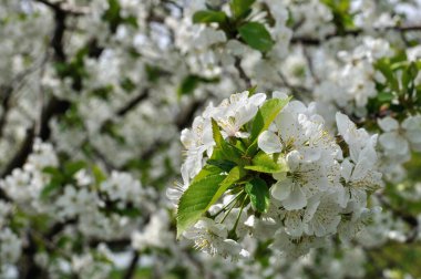 close-up of blooming cherry tree  branch at sunny da