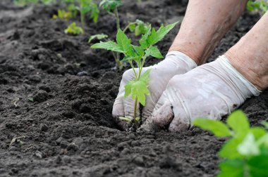 sebze bahçesinde domates fide dikim bahçıvan