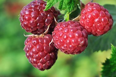 close-up of ripe raspberry branch in the garden at sunny summer day