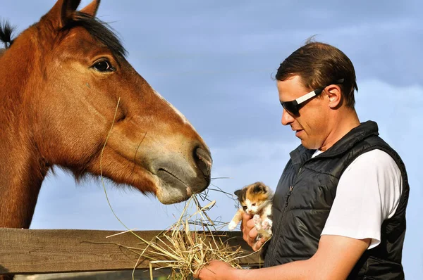 農場の農家と子猫の飼料馬 — ストック写真