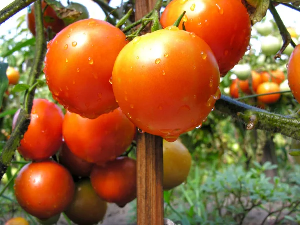 Zbliżenie Dojrzewających Pomidorów Ogrodzie Warzywnym Podlewaniu — Zdjęcie stockowe