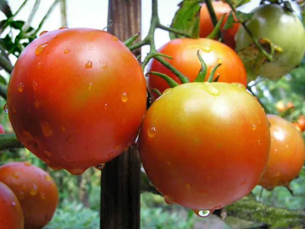 Nahaufnahme Reifender Tomaten Gemüsegarten Nach Dem Gießen — Stockfoto