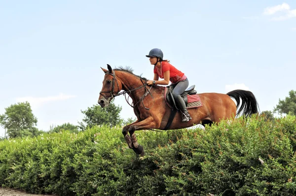 Ragazza Adolescente Salto Equestre Con Cavallo Castagno Nella Giornata Estiva — Foto Stock